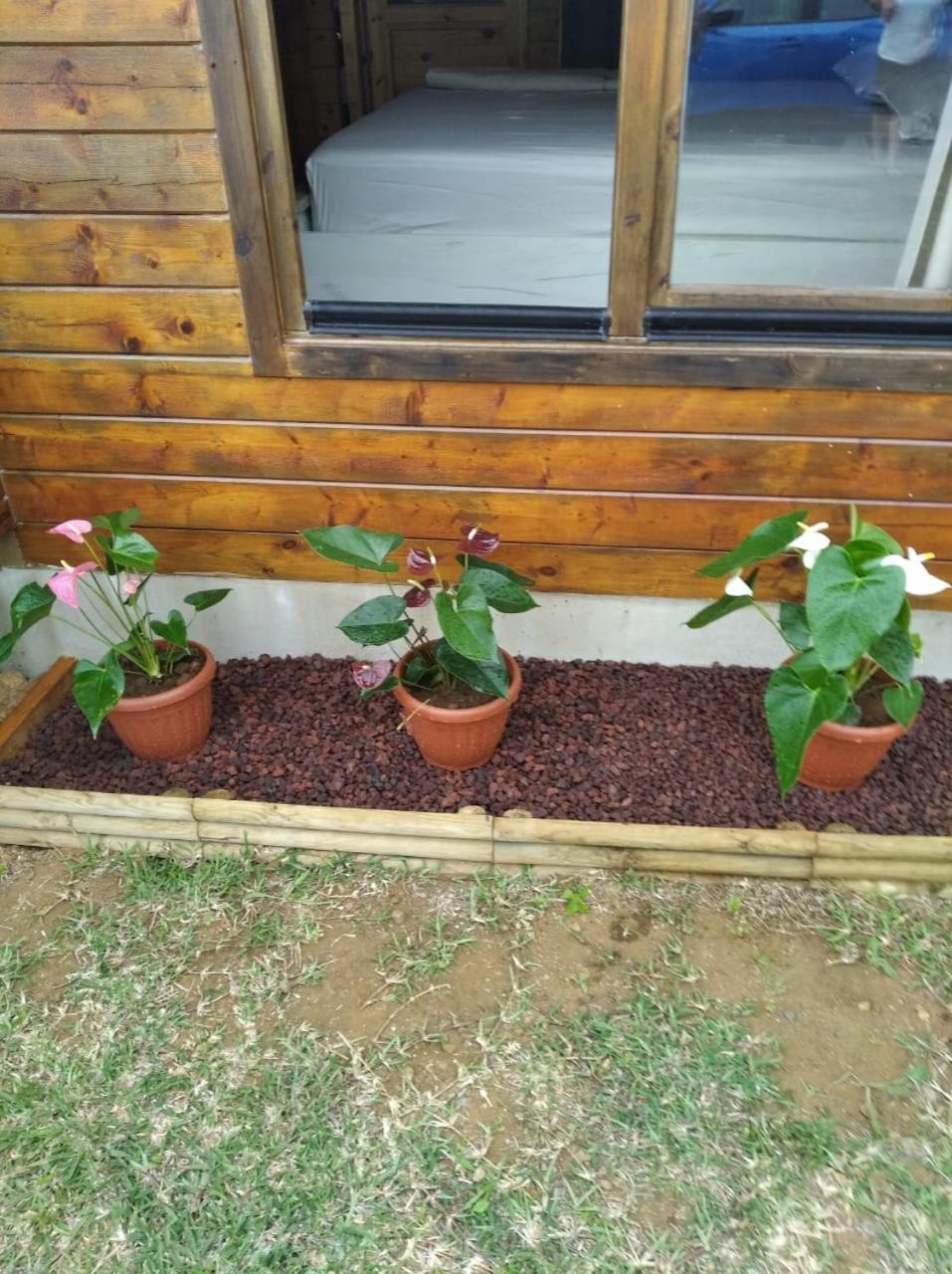 Chalet Goyavier - 4Pers-Sud Sauvage - By Sister Home Grand Anse Bagian luar foto